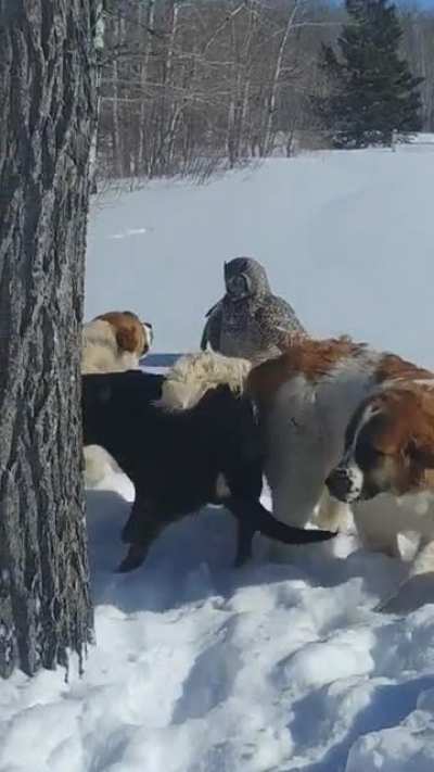 ? This has got to be the most badass Owl ever...