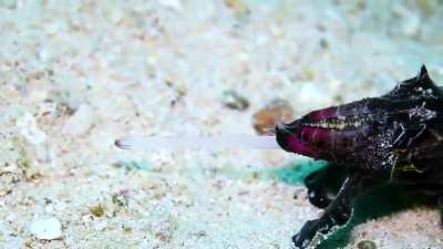 ? Cuttlefish Use Hypnosis to Hunt