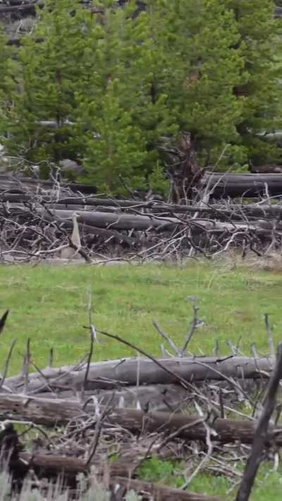 ? crane mogs bear