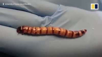 Plastic-eating superworms with ‘recycling plant’ in their guts might get a job gobbling up waste