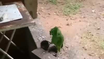 Playingsingingbirb