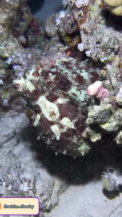 The perfect disguise for an octopus.