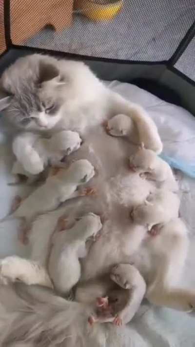 "my milkshake brings all my kids to my yard..."