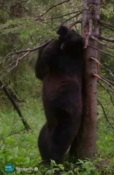 i can't bear to laugh anymore. (sound on for full fun)