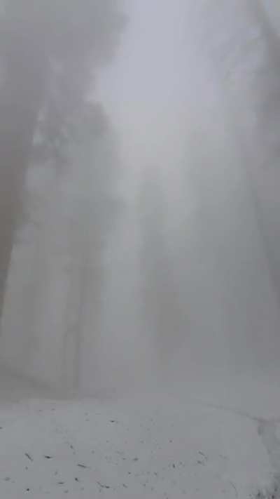 ? Hiking among the giants in the fog, in Sequoia National Park