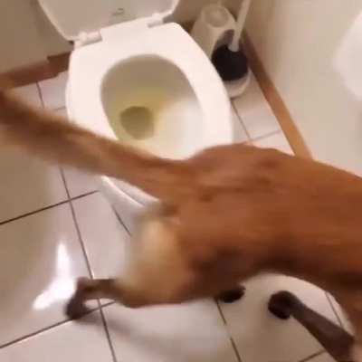 Good boy!