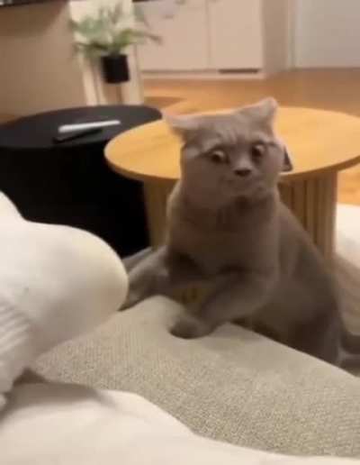 Stinky socks ?