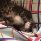 Meet my new foster kitten-eight ounces of adorableness???
