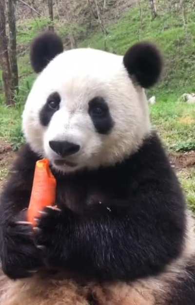Hungry panda hears mysterious sound, but can't resist to carrot ??