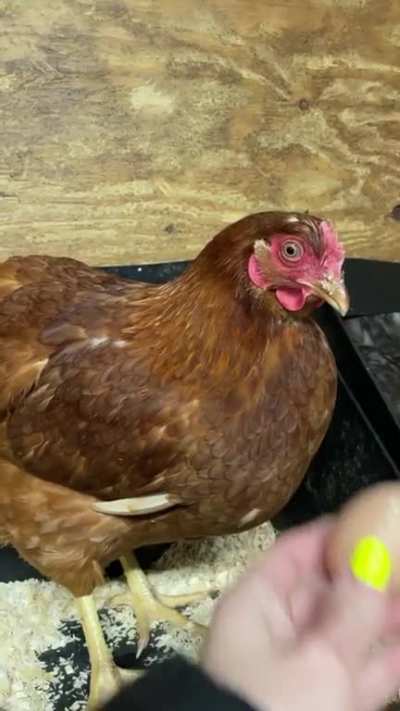 My hens face after she laid her first egg ?