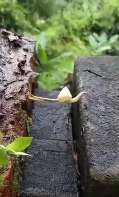 ? How snails can overcome big obstacles for themselves.