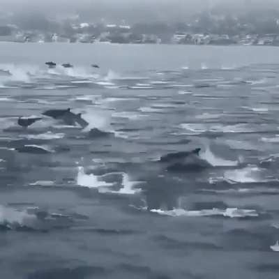 ? Dolphin brigade