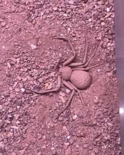 ?Six-eyed spider buries herself