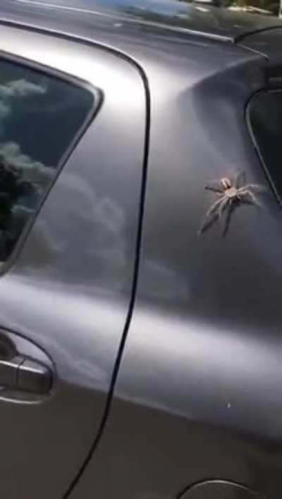 Oh no, a spider!