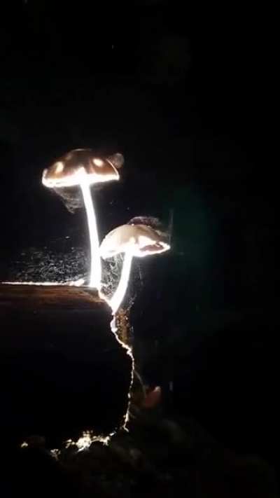 ? Mushrooms releasing spores, credits to Villareal C Jojo.