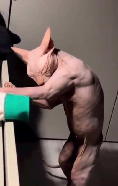 This cat giving itself a bath