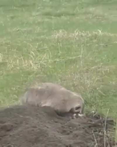 ? this American badger is literally ground her misbehaving kid ?
