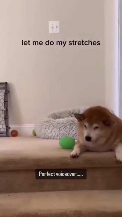 I relate to the other doggo
