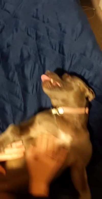 Blue staffy, 2 years old, can't handle this ???