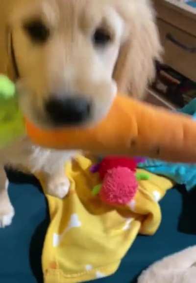 Beans is a very gentle pupper