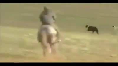 This narration of dogs hunting a rabbit ?