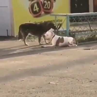 stray dog helping pitbull to untie his leash