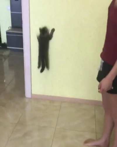Spidercat, spidercat, friendly neighborhood cat??♫♪♬♩♭