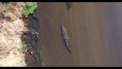 ? Giant crocodile cruises along the bottom of the Crocodile River, South Africa