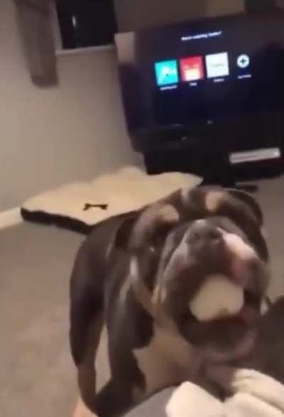 "Does your Dog bite?" - "No but he learned how to use projectile weapons"