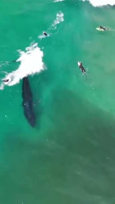 ? Whale surfing waves like a pro