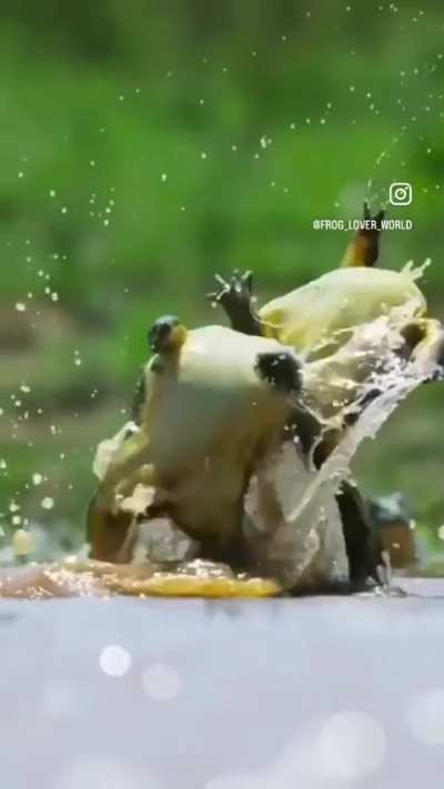 ? Frog Fight!!! ?