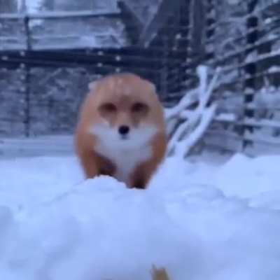 ? Fox close up