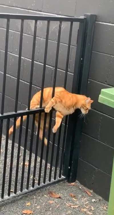 To cat