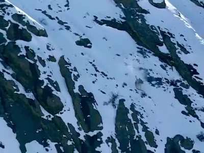 ? the hunt, above all else: mountain lion chases prey down a mountainside, holds on til they land