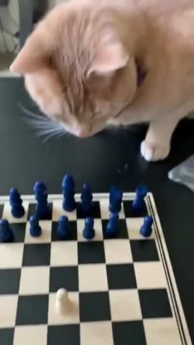 The cat's gambit