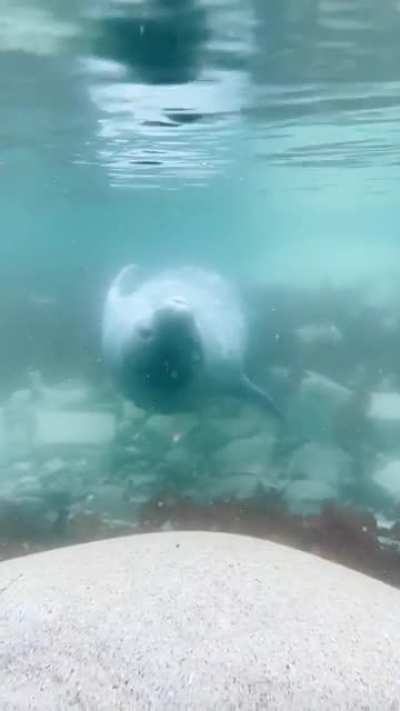 ? Weddell Seal in Antarctica