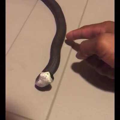 Snake plays dead after being poked
