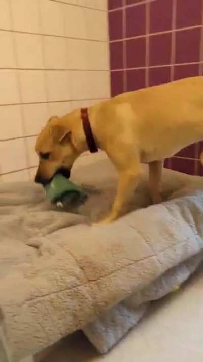 Making "burritos" for shelter dogs ?