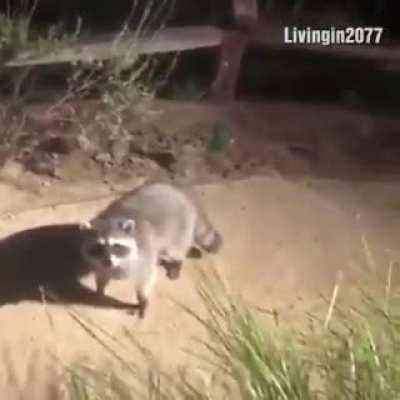 Raccoons at night