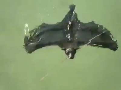 ? Bats can swim.