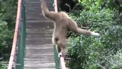 ? How this gibbon walks across a bridge