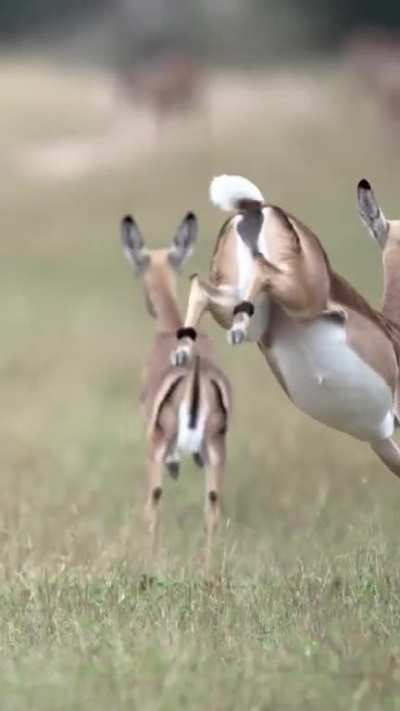 ? Acrobatic running of Impalas