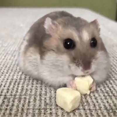 Cute little Vaccum Cleaner ?