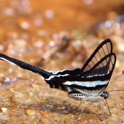 ? To float like a Dragontail Butterfly