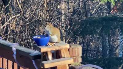 Drunk squirrel