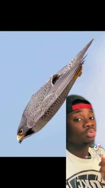 Falcon punch is real @mndiaye97