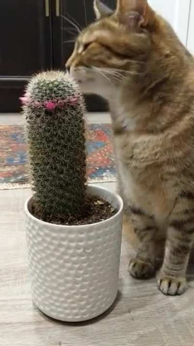 Bought a cactus to prevent my cat to eat my plants but she thinks it is a scratcher.