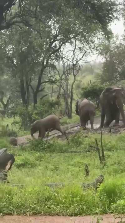 ? Slip 'n slide fun for these elephants after the rains