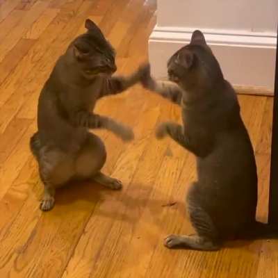 Cats play Cattynip! (KLR Productions)