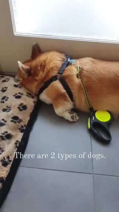There are 2 types of dogs